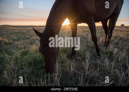 Pferde auf dem Land Argentiniens Stockfoto