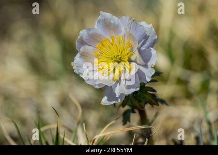 Die Pasque-Blume wächst hoch oben in einem abgelegenen Tal im Altai-Gebirge (Altay-Gebirge) in der Nähe von Altai Sum, etwa 200 Kilometer von Ulgii (Ölgii) in Th Stockfoto