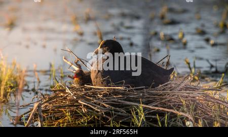 Weißgeflügeltes Beißnest, Provinz La Pampa, Patagonien, Argentinien. Stockfoto