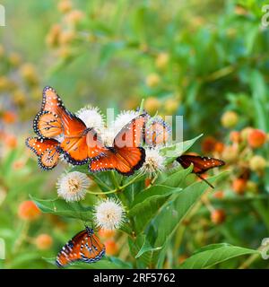 Eine Gruppe bunter Monarch-Schmetterlinge, oder Danaus Plexippus, ernährt sich an einem sehr warmen Sommermorgen in der Nähe eines lak von einem Buttonbush oder Cephalanthus Stockfoto