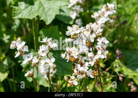 Nahaufnahme der blühenden Libertia grandiflora Stockfoto