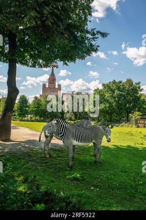 Zebras im Moskauer Zoo auf der grünen Wiese. Stalin Vysotka (Wolkenkratzer) im Hintergrund. Sommerzeit (Fische springen) Stockfoto