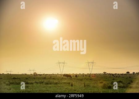 Rinder in der Landschaft von Pampas, Provinz La Pampa, Patagonien, Argentinien. Stockfoto