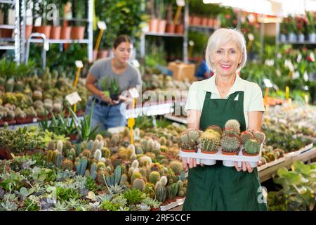 Reife Verkäuferin mit Kaktusbechern auf dem Blumenmarkt Stockfoto