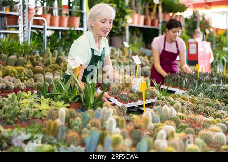 Alte Verkäuferin, die Kaktus in Blumentöpfen hält, auf dem offenen Pflanzenmarkt Stockfoto