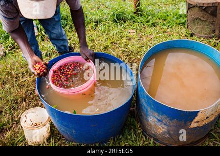 Rote Kaffeebohnen Kaffee rote Bohnen rohe reife Landwirtschaft in Kenia Ostafrika die K7 ist die einzige traditionelle kenianische Sorte, die einigen Rassen der CL widerstehen kann Stockfoto