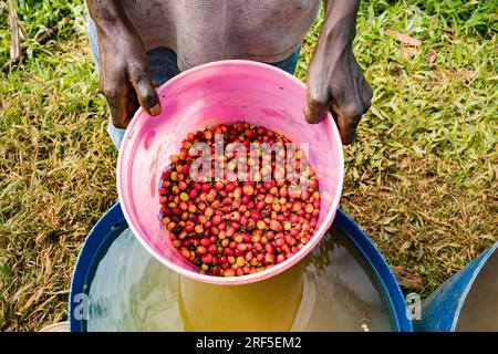 Rote Kaffeebohnen Kaffee rote Bohnen rohe reife Landwirtschaft in Kenia Ostafrika die K7 ist die einzige traditionelle kenianische Sorte, die einigen Rassen der CL widerstehen kann Stockfoto