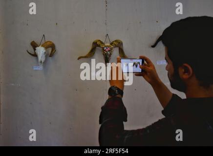 16. Juli 2023, Srinagar, Jammu und Kaschmir, Indien: Ein Besucher sieht geschnitzte und dekorierte Rind- und Schafsköpfe, Teil des Werks des Knochensitzers Aziz UL Rehman, den er während einer Knochenschnitzerausstellung im Kashmir Arts Emporium in Srinagar, der Sommerhauptstadt von Indianerkaschmir, am 15. Juli 2023 zeigt. Rehman ist der erste Knochenkünstler aus dem Himalaya-Tal und präsentiert seine Werke aus den letzten drei Jahren auf der Ausstellung. Es ist die erste Ausstellung dieser Art, die in Kaschmir gezeigt wird. Aziz UL Rehman bekommt die Knochen, mit denen er arbeitet, von lokalen Marktläden, wo Schafe schlürfen Stockfoto