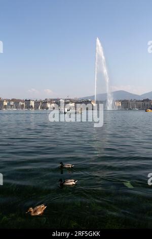 Genf - Schweiz - 25. März 2022: Malerischer Blick auf eine Ente, die im türkisfarbenen Wasser des Genfer Sees im Genfer Hafen schwimmt. Stockfoto