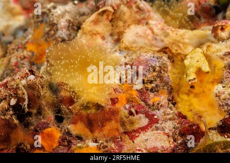 Der Schmetterlingsnackkopf Cyerce elegans ist auch bekannt als die elegante Sapsucking-Schnecke und ist eine Art sakoglossanische Seeschnecke, eine muschellose Meeresschnecke Stockfoto