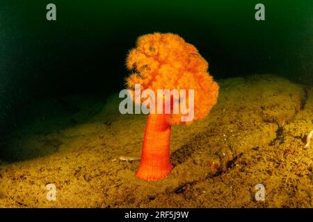 Ein einsamer orangefarbener Plumose-Anemon, Metridium senile, im Pazifischen Nordwesten, British Columbia, Kanada. Stockfoto