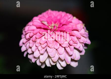 Große rosa Zinnien, die nachts gefangen wurden Stockfoto