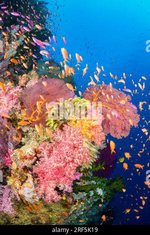 Alconarian und Gorgonien Korallen mit Schulbildung Anthias dominieren diese Fidschi Riff. Stockfoto