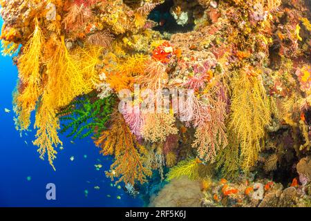 Alkonarianer- und Gorgonia-Korallen dominieren diese Fidschi-Riffszene. Stockfoto