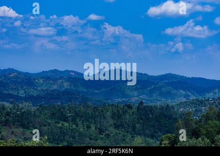 Die Coffee Trees Plantage in Ruiru, Kiambu County, Kenia ist ein Getränk, das aus gerösteten Kaffeebohnen zubereitet wird. Dunkel gefärbt, bitter und leicht sauer, Stockfoto