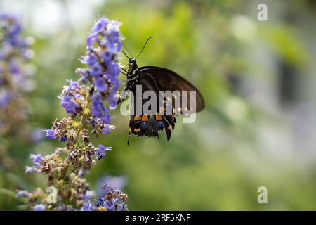 Großer Schmetterling, der im violetten Schmetterlingsbusch sitzt Stockfoto