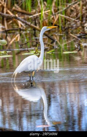 Snowy Egret im Presque Isle State Park Stockfoto