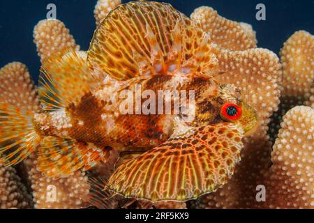 Dieser hawaiianische Löwenfisch, grüne Löwenfische oder Barbers-Löwenfische, Dendrochirus barberi, in seinem Geweihkorallenhaus Pocillopora eydouxi, Hawaii. Stockfoto