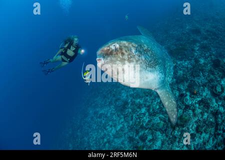 Diver (MR.) sieht, wie dieser Sonnenfisch, Mola mola, von Longfin-Bannerfisch, Crystal Bay, Nusa Penida, Bali Island, Indonesien, Pacific Oc Stockfoto