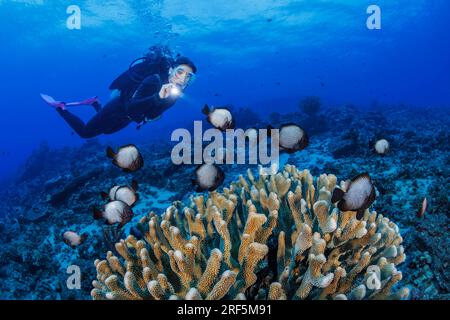 Ein Taucher (MR) und hawaiiianischer Domino damegoisti, Dascyllus albisella, endemisch auf Hawaii, alias hawaiianischer Weißtopf damegoisti, Onespot damegoisti oder Dascylu Stockfoto