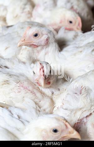 Hühnerküken von weißem Masthähnchen in einer Geflügelzucht, die für Einnahmen aus dem Verkauf von hochwertigem Geflügelfleisch aufgezogen wurden, haben broi genetisch verbessert Stockfoto