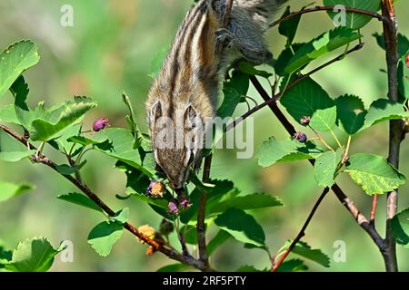 Ein wenig Streifenhörnchen, „Eutamias minimus“, hängt KOPFÜBER, WÄHREND er auf einem Ast nach leckeren roten Beeren sucht. Stockfoto