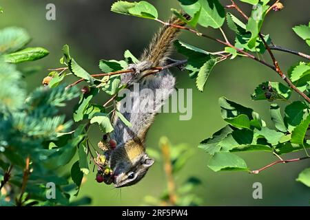 Ein wenig Streifenhörnchen, „Eutamias minimus“, der kopfüber auf einem Ast nach leckeren roten Beeren sucht. Stockfoto