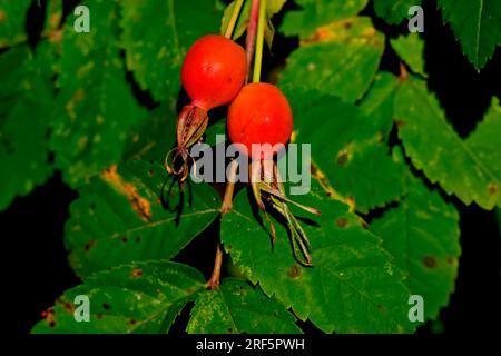 Ein Nahbild der wilden Rosenhüften „Rosa acicularis“, Pflanzen, die im ländlichen Alberta, Kanada, wachsen Stockfoto