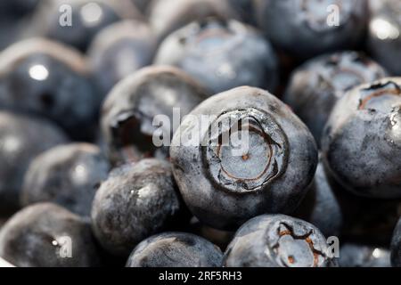 Frische reife Heidelbeeren mit Vitaminen, frisch geerntete und leckere Heidelbeeren, Heidelbeeren können roh gegessen werden Stockfoto