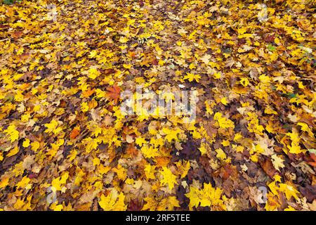 Einfluss und Einfluss der Herbstsaison auf die Natur am Beispiel von Bäumen oder anderen Pflanzen, Veränderungen im Aussehen von Pflanzen unter dem Einfluss o Stockfoto