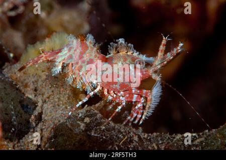 Marmorierte Garnelen, Saron sp, Nachttauchen, Scuba Seraya Beach Resort House Reef, Karangasem, Bali, Indonesien Stockfoto