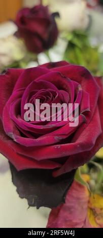 Eine einzelne rote Rose an der Vorderseite eines welkenden, verblassten Straußes. Stockfoto