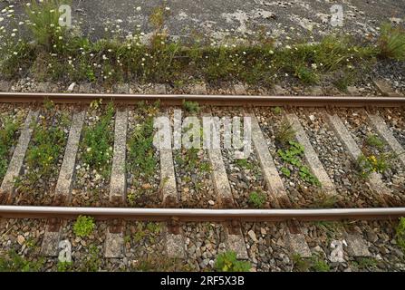 Schaftlach, Deutschland. 27. Juli 2023. Die Pflanzen wachsen zwischen den Gleisen der Bayerischen Regionalbahn (BRB) am Bahnhof Schaftlach. Der Freistaat Bayern plant, mehr als 20 Millionen Euro in die Planung des Bahnausbaus in der Region Oberland zu investieren. Kredit: Angelika Warmuth/dpa/Alamy Live News Stockfoto