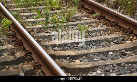 Schaftlach, Deutschland. 27. Juli 2023. Die Pflanzen wachsen zwischen den Gleisen der Bayerischen Regionalbahn (BRB) am Bahnhof Schaftlach. Der Freistaat Bayern plant, mehr als 20 Millionen Euro in die Planung des Bahnausbaus in der Region Oberland zu investieren. Kredit: Angelika Warmuth/dpa/Alamy Live News Stockfoto