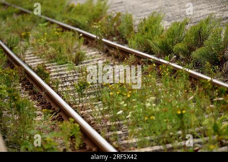 Schaftlach, Deutschland. 27. Juli 2023. Die Pflanzen wachsen zwischen den Gleisen der Bayerischen Regionalbahn (BRB) am Bahnhof Schaftlach. Der Freistaat Bayern plant, mehr als 20 Millionen Euro in die Planung des Bahnausbaus in der Region Oberland zu investieren. Kredit: Angelika Warmuth/dpa/Alamy Live News Stockfoto