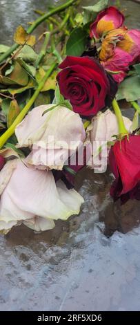 Die Überreste eines wunderschönen Straußes aus roten, rosa und weißen Rosen liegen auf einem gläsernen Terrassentisch, der dem Hintergrund einen Bokeh-Effekt verleiht. Stockfoto