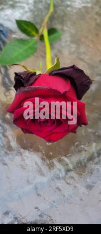 Eine einzelne rote Rose, die von einem welkenden, verblassten Strauß entfernt wurde, lag auf einem gläsernen Terrassentisch und verleiht dem Hintergrund ein Bokeh. Stockfoto