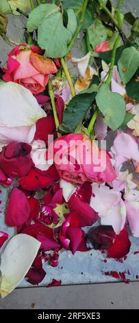 Die Überreste eines wunderschönen Straußes aus roten, rosa und weißen Rosen. Stockfoto