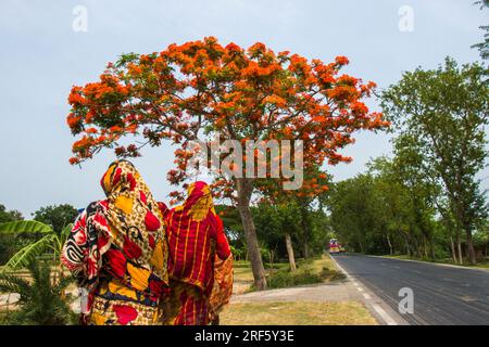 Zwei Frauen in ähnlich farbenfrohen Stoffen, die auf einen königlichen poinciana-Baum zugehen Stockfoto