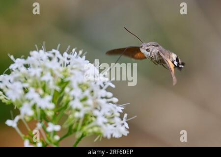 Kolibris-Hawkmoth im Flug, füttern Stockfoto