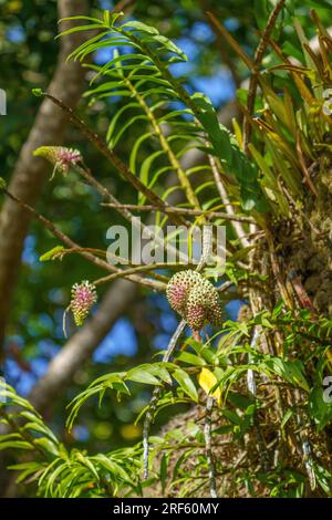 Dendrobium smillieae (Coelandria smillieae), Daintree RV., Cape Tribulation, Qld Stockfoto