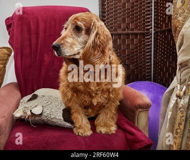 Klassische Hundeentspannung, englischer Cocker Spaniel auf altem Sessel Stockfoto