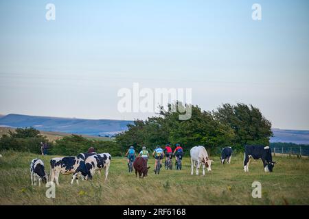 Vieh grast auf den South Downs Stockfoto