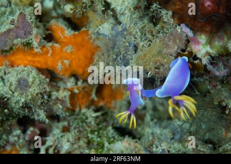 2 bunte Nudibranch auf farbenfrohem Korallenriff Stockfoto