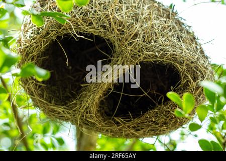 Das Nest eines Webervogels hat oft einen engen röhrenartigen Eingang, der sich kopfüber öffnen lässt. Webervögel, hauptsächlich in Afrika und Asien, die meisten von ihnen bauen innen Stockfoto