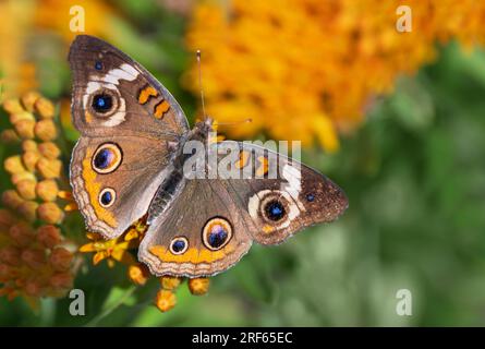 Gewöhnlicher Buckeye-Schmetterling (Junonia Coenia), der Schmetterling-Unkrautblüten füttert, Flügel weit offen im Sommergarten Stockfoto