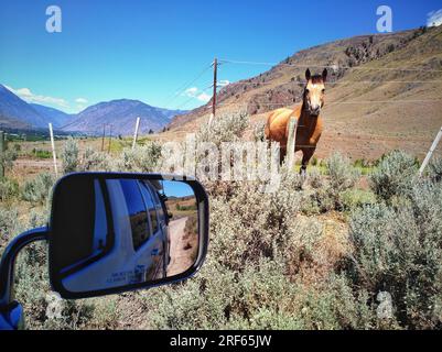 Blick von der Seite oder vom seltenen Spiegel mit Blick auf ein wildes Pferd. Aufenthaltsort: Oliver Cawston Road in Okanagan Valley, British Columbia, Kanada. Stockfoto