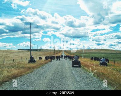 Aus der Perspektive der Passagiere, die durch die Windschutzscheibe des Autos schauen und den Cowboyhirten beobachten, der Vieh hütet, während er in einem Quad in der Nähe von Lundbreck reitet, Stockfoto