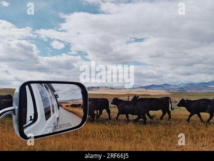 Blick aus dem Seitenspiegel von einem Kleinbus mit Blick auf eine Kuhherde mit kanadischer Prärielandschaft in Alberta, Kanada. Stockfoto