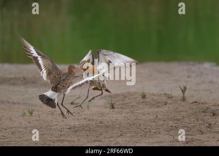 Ein Paar schwarzer Godwits Limosa limosa kämpft im RSPB Frampton Marsh Naturschutzgebiet in Lincolnshire, großbritannien Stockfoto